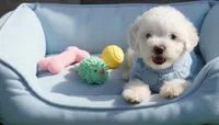 WOODY, a male Maltipoo and Poodle - Toy  for sale in San Diego, CA – Photo 2 of 4