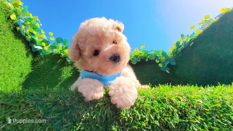 TEDDY – Maltipoo, Poodle - Toy  puppy for sale in San Diego, CA