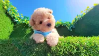 TEDDY, a male Maltipoo and Poodle - Toy  for sale in San Diego, CA – Photo 1 of 7