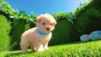 TEDDY, a male Maltipoo and Poodle - Toy  for sale in San Diego, CA – Photo 4 of 7