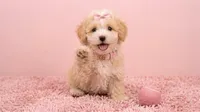 ANGEL, a female Maltipoo and Poodle - Toy  for sale in San Diego, CA – 4 of 6