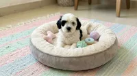 PANDA, a male Maltipoo and Poodle - Toy  for sale in San Diego, CA – 4 of 6