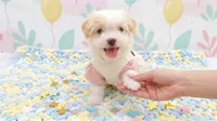 ANGEL, a female Maltipoo and Poodle - Toy  for sale in San Diego, CA – 2 of 7
