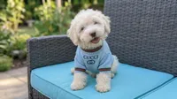 GUCCI, a male Maltipoo and Poodle - Toy  for sale in San Diego, CA – 2 of 5