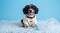 PANDA, a male Maltipoo and Poodle - Toy  for sale in San Diego, CA – 2 of 5