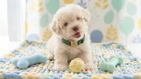 GUCCI, a male Maltipoo and Poodle - Toy  for sale in San Diego, CA – 1 of 6