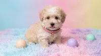 CHANEL, a female Maltipoo and Poodle - Toy  for sale in San Diego, CA – 3 of 7