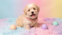 CHANEL, a female Maltipoo and Poodle - Toy  for sale in San Diego, CA – 2 of 7