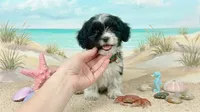 PANDA, a male Maltipoo and Poodle - Toy  for sale in San Diego, CA – 3 of 6