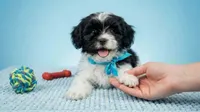 PANDA, a male Maltipoo and Poodle - Toy  for sale in San Diego, CA – 5 of 6