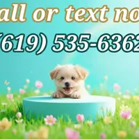 BABY, a female Maltipoo and Maltese for sale in San Diego, CA – Photo 6 of 6