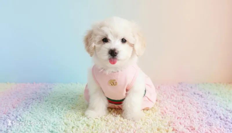 BABY, a female Maltipoo for sale in San Diego, CA – Photo 1 of 6