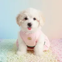 BABY, a female Maltipoo and Maltese for sale in San Diego, CA – Photo 1 of 6