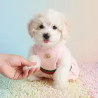 BABY, a female Maltipoo and Maltese for sale in San Diego, CA – Photo 2 of 6