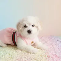 BABY, a female Maltipoo and Maltese for sale in San Diego, CA – Photo 3 of 6