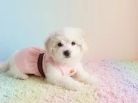 BABY, a female Maltipoo for sale in San Diego, CA – Photo 4 of 6