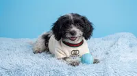 PANDA, a male Maltipoo and Poodle - Toy  for sale in San Diego, CA – 3 of 5