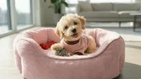 CHANEL, a female Maltipoo and Poodle - Toy  for sale in San Diego, CA – 1 of 5