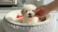 WOODY, a male Maltipoo and Poodle - Toy  for sale in San Diego, CA – 4 of 5