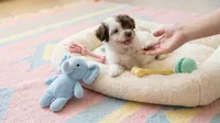 BABY, a male Maltipoo and Poodle - Toy  for sale in San Diego, CA – 4 of 7