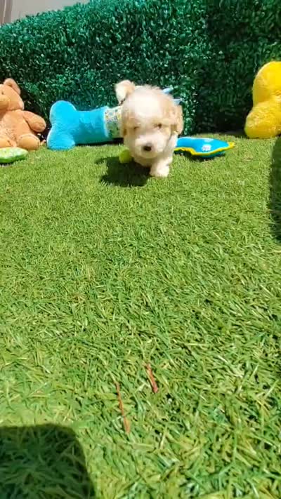 GUCCI, a male Maltipoo and Poodle - Toy  for sale in San Diego, CA – 6 of 6