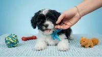 PANDA, a male Maltipoo and Poodle - Toy  for sale in San Diego, CA – 3 of 6