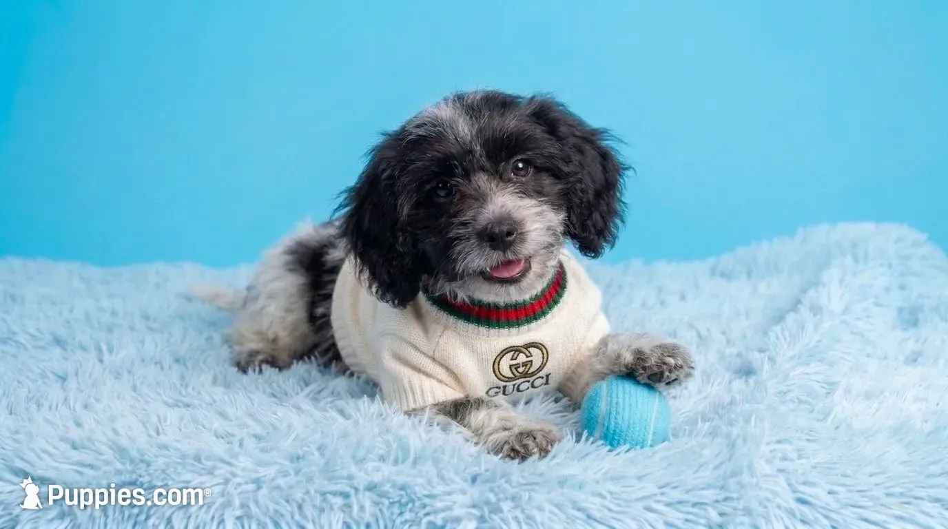 PANDA, a male Maltipoo and Poodle - Toy  for sale in San Diego, CA – 1 of 5
