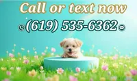 ANGEL, a female Maltipoo and Poodle - Toy  for sale in San Diego, CA – 6 of 7