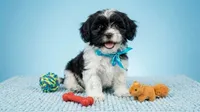 PANDA, a male Maltipoo and Poodle - Toy  for sale in San Diego, CA – 4 of 6