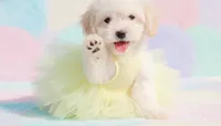 ANGEL, a female Maltipoo and Poodle - Toy  for sale in San Diego, CA – 4 of 5