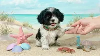 PANDA, a male Maltipoo and Poodle - Toy  for sale in San Diego, CA – 2 of 6