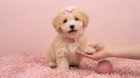 ANGEL, a female Maltipoo and Poodle - Toy  for sale in San Diego, CA – 5 of 6