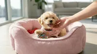 CHANEL, a female Maltipoo and Poodle - Toy  for sale in San Diego, CA – 3 of 5