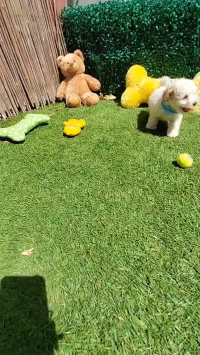 WOODY, a male Maltipoo and Poodle - Toy  for sale in San Diego, CA – 5 of 5