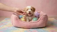 BABY, a female Maltipoo and Poodle - Toy  for sale in San Diego, CA – 3 of 5
