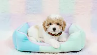 GUCCI, a male Maltipoo and Poodle - Toy  for sale in San Diego, CA – Photo 3 of 4