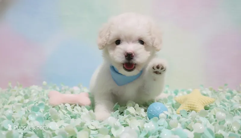 GUCCI – Maltipoo, Poodle - Toy  puppy for sale in San Diego, CA