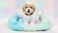 GUCCI, a male Maltipoo and Poodle - Toy  for sale in San Diego, CA – Photo 1 of 4