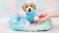 GUCCI, a male Maltipoo and Poodle - Toy  for sale in San Diego, CA – Photo 2 of 4