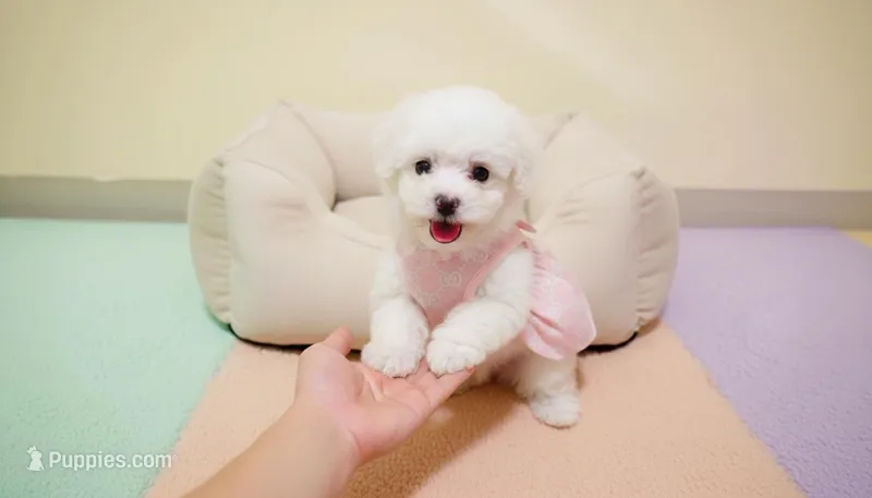 BABY – Maltipoo, Poodle - Toy  puppy for sale in San Diego, CA