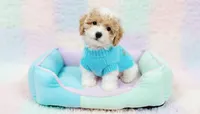 GUCCI, a male Maltipoo and Poodle - Toy  for sale in San Diego, CA – Photo 4 of 4