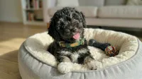 GUCCI, a male Maltipoo and Poodle - Toy  for sale in San Diego, CA – 1 of 5