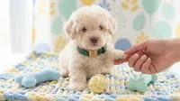 GUCCI, a male Maltipoo and Poodle - Toy  for sale in San Diego, CA – 4 of 6