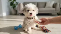 TEDDY, a male Maltipoo and Poodle - Toy  for sale in San Diego, CA – 1 of 6