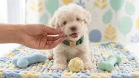 GUCCI, a male Maltipoo and Poodle - Toy  for sale in San Diego, CA – 3 of 6