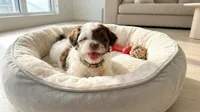 TEDDY, a male Maltipoo and Poodle - Toy  for sale in San Diego, CA – 3 of 5