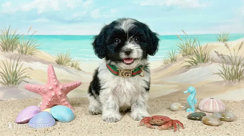PANDA – Maltipoo, Poodle - Toy  puppy for sale in San Diego, CA