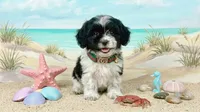 PANDA, a male Maltipoo and Poodle - Toy  for sale in San Diego, CA – 2 of 6