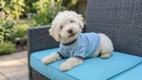 GUCCI, a male Maltipoo and Poodle - Toy  for sale in San Diego, CA – 4 of 5