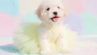 ANGEL, a female Maltipoo and Poodle - Toy  for sale in San Diego, CA – 2 of 5
